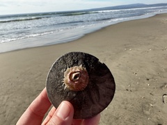 Paraconcavus pacificus