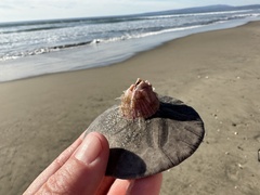 Paraconcavus pacificus