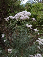 Campovassouria cruciata
