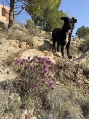 Thymus moroderi