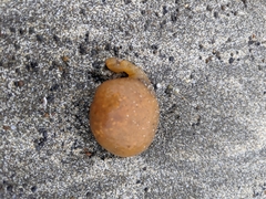 Aplidium californicum