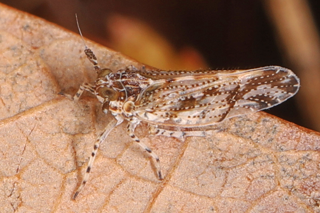 Stobaera tricarinata