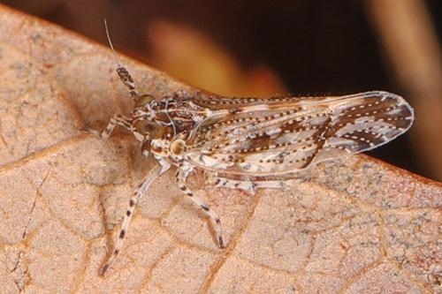 Stobaera tricarinata