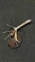 Stenoptilia zophodactylus