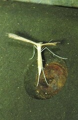 Stenoptilia zophodactylus