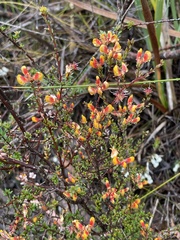 Pultenaea gunnii