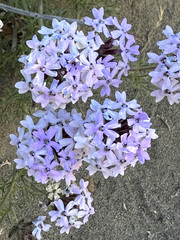 Glandularia tenera