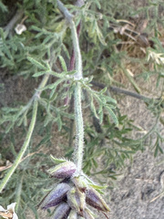 Glandularia tenera