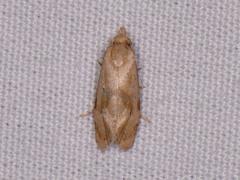 Platphalonidia