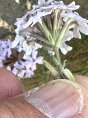 Glandularia tenera