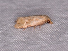 Platphalonidia