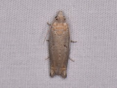 Epiblema grossbecki