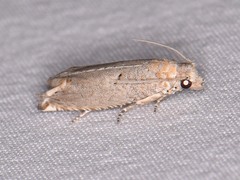 Epiblema grossbecki