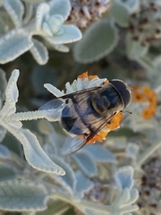 Copestylum apiciferum