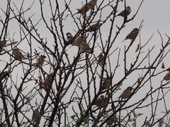 Passer hispaniolensis