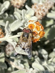 Copestylum apiciferum