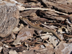 Podarcis virescens