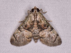 Macalla glastianalis