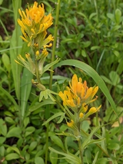 Castilleja hispida hispida