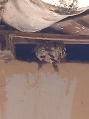 Vespidae