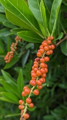 Citharexylum caudatum