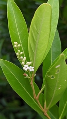 Citharexylum caudatum