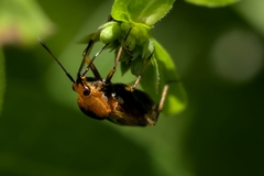 Deraeocoris