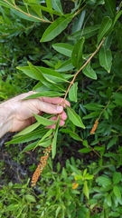 Citharexylum caudatum