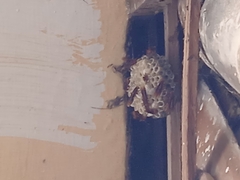 Vespidae