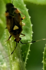 Deraeocoris