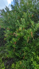 Citharexylum caudatum