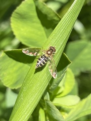 Toxomerus vertebratus