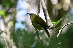 Anthornis melanura