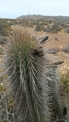 Trichocereus