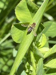 Toxomerus vertebratus