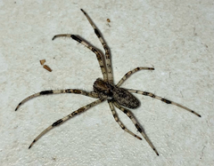 Nephilingis cruentata