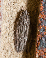 Phloeograptis obliquata