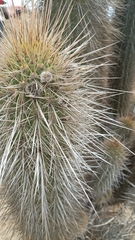 Trichocereus chiloensis