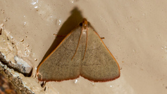 Hypsopygia albidalis