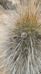 Trichocereus chiloensis