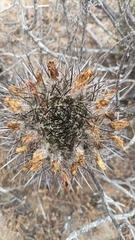 Eriosyce nigrihorrida