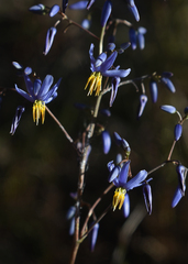Dianella nervosa