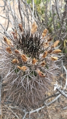 Eriosyce nigrihorrida