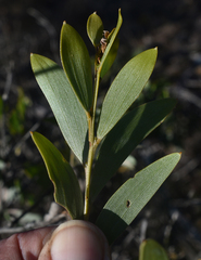 Acacia leptostachya