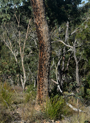 Corymbia leichhardtii