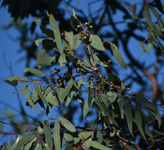 Eucalyptus lockyeri exuta