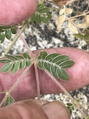 Kallstroemia peninsularis