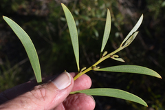 Acacia calyculata