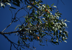 Eucalyptus tindaliae