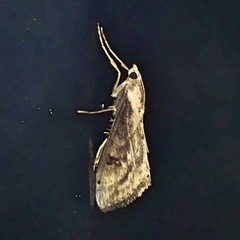 Evergestis isatidalis